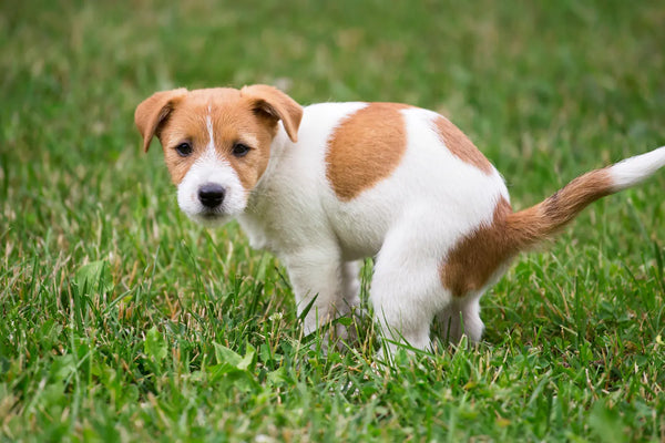 is it normal for puppies to poop a lot