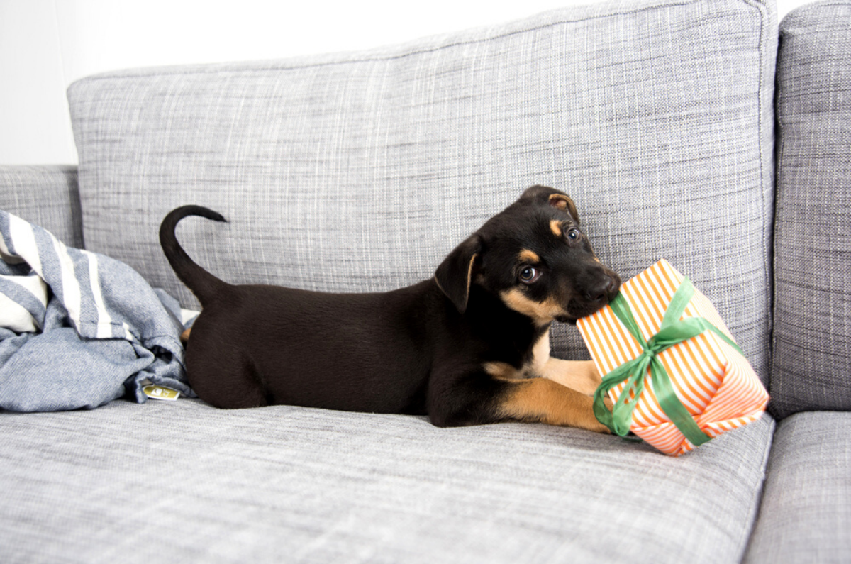 How to Puppy Proof your House