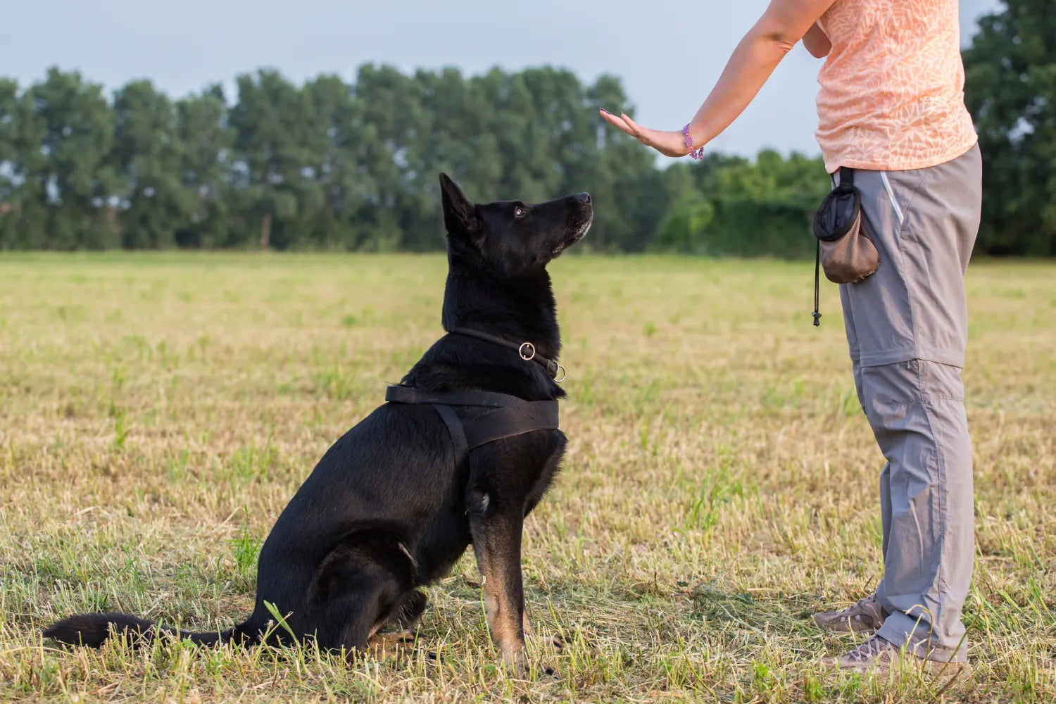 How to Train Your Older Dog to Heel | Wag!
