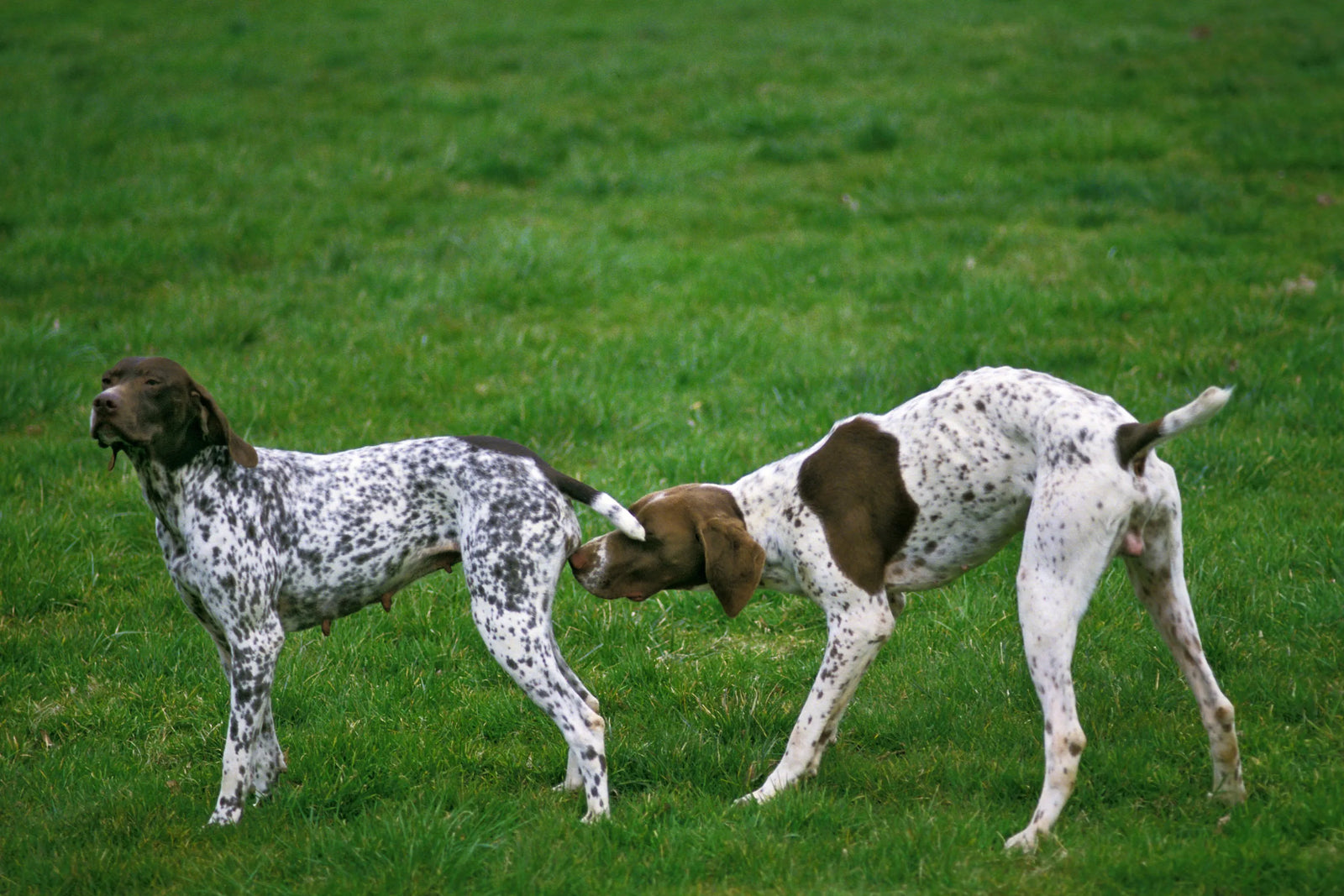 how often do dog get their period