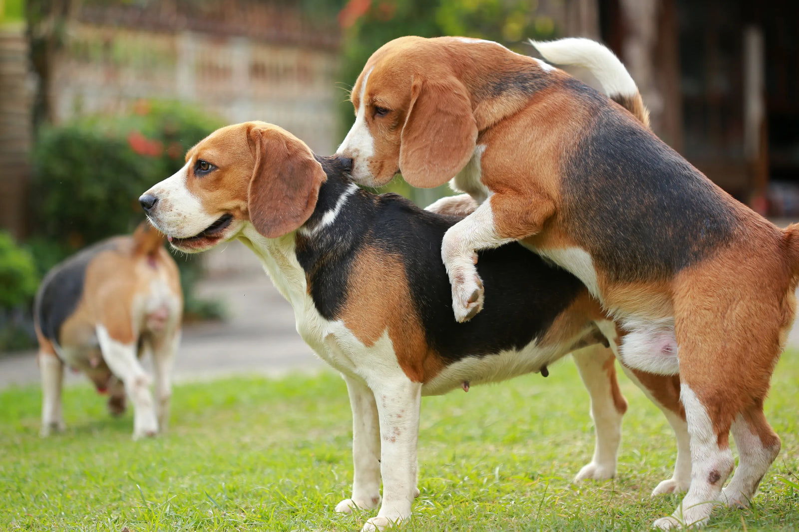 BrilliantPad Self-Cleaning Indoor Dog Potty