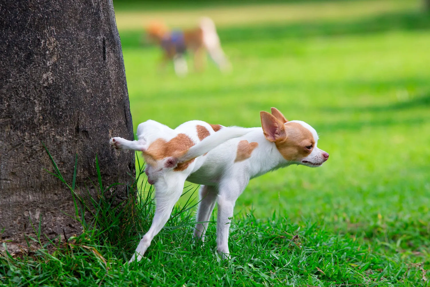 Puppy peeing in same spot in house best sale